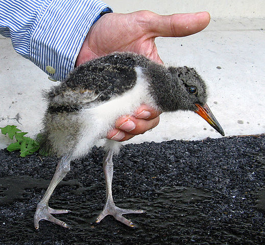 File:Oystercatcher - Strandskata (Haematopus ostralegus).jpg