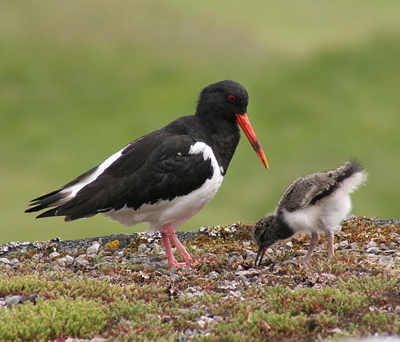 File:Haematopus ostralegus -parent and chick -Scotland-8.jpg