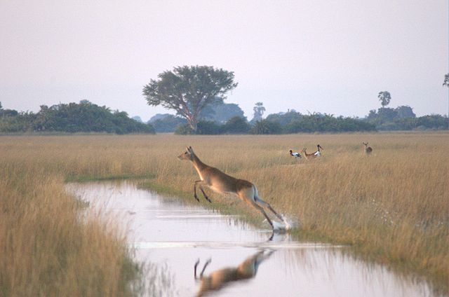 File:Flying-female-Lechwe.jpg