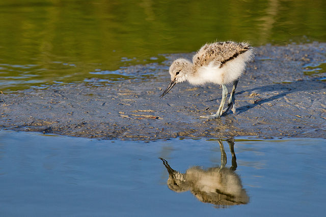 File:Pied Avocet chick.jpg
