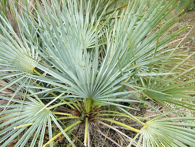 File:Chamaerops humilis argentea1.jpg