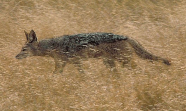 File:Schabrackenschakal cropped.jpg