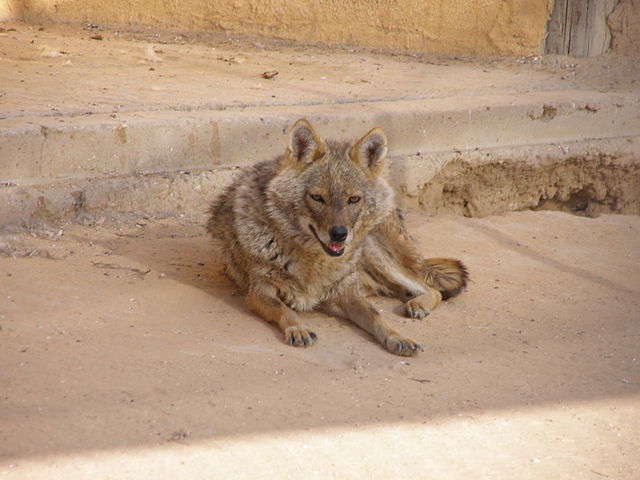 File:Canis aureus Revivim.JPG