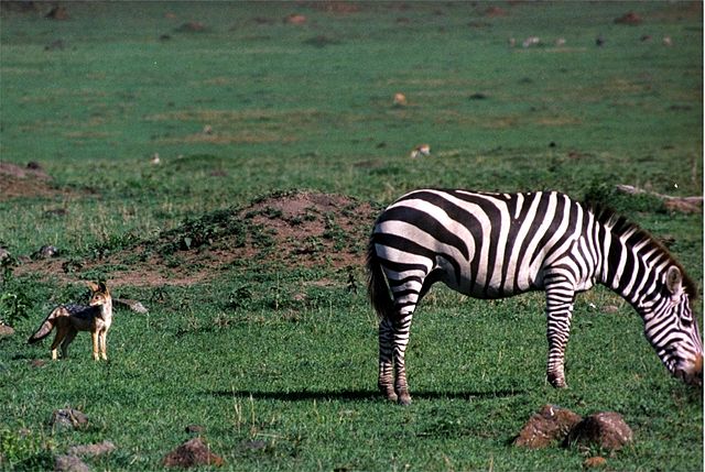 File:Zebra and Jackal .jpg