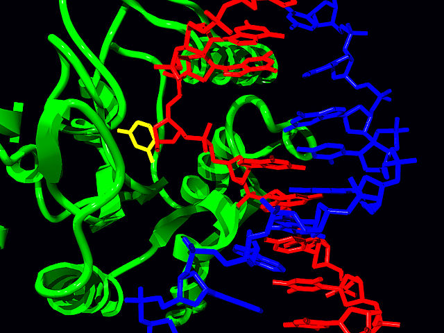 File:Uracil base glycosidase.jpg