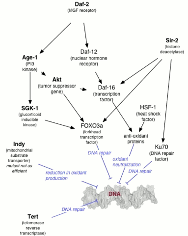 File:Dnadamage.png