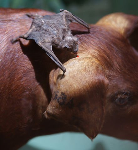 File:Desmodus rotundus feeding.jpg