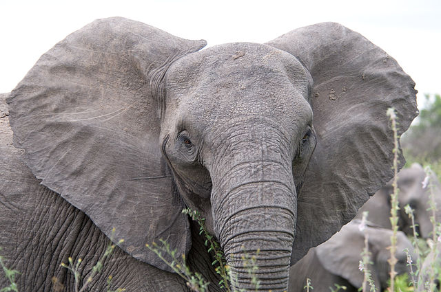 File:Angry elephant ears.jpg
