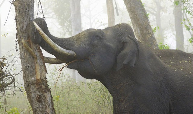 File:2010-kabini-tusker-bark.jpg