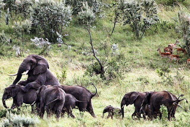 File:Elephantsmating.jpg