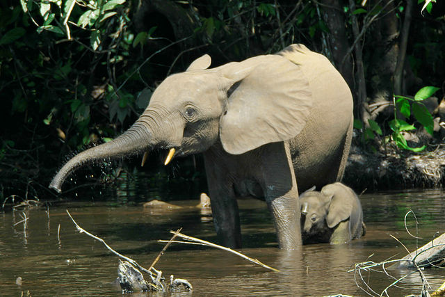 File:Loxodontacyclotis.jpg