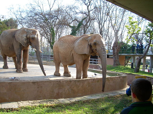 File:Elefantes 4.jpg
