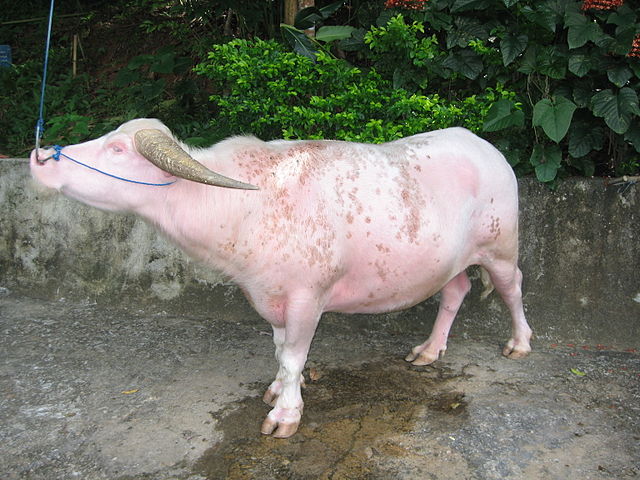 File:Albino-Water-Buffalo-Rantepao.jpg