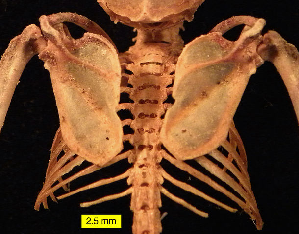 File:MyotisScapulaeRibs120810.jpg