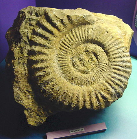 File:Amonites.Domus da Coru&ntilde;a.jpg