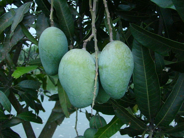 File:Mango Bangladesh.JPG