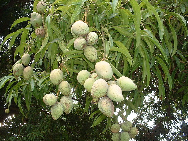 File:Mangues.JPG