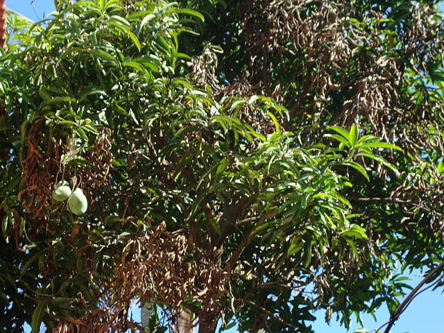 File:MangoTree.jpg