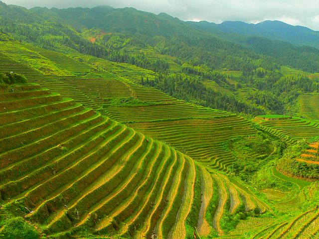 File:Longji terrace - 03.JPG