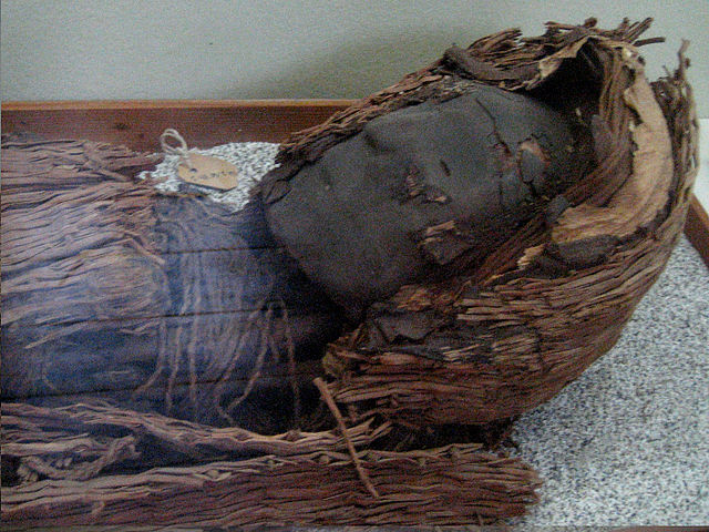 File:Momia cultura chinchorro a&ntilde;o 3000 AC.jpg