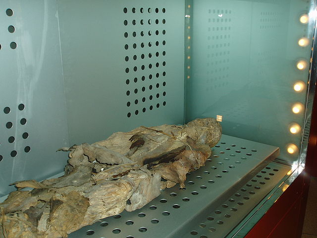File:Momia guanche museo santa cruz 27-07.JPG
