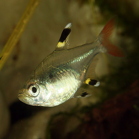 File:Pristella maxillaris.jpg