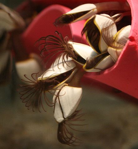 File:Entenmuscheln.jpg