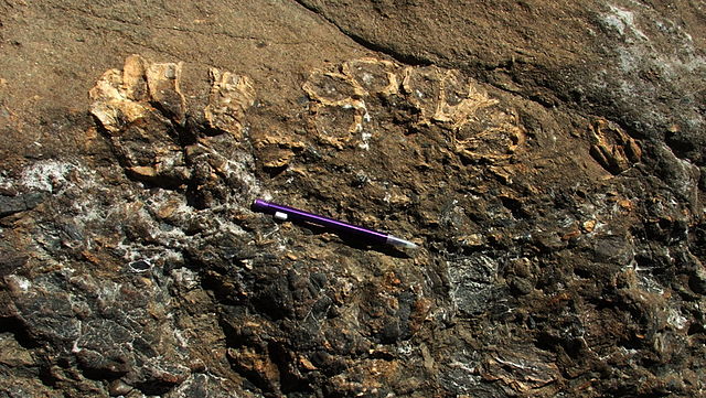 File:Megabalanus on breccia.JPG