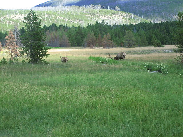 File:Mountain meadow at Yellowstone National Park Picture 1196.jpg