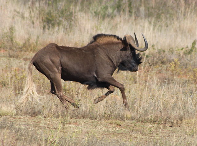 File:Black Wildebeest.jpg