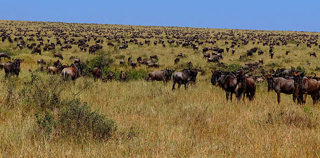 File:Wildebeest-during-Great-Migration.JPG