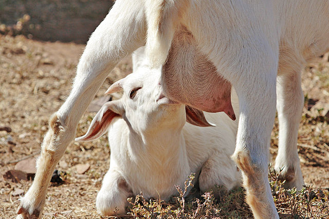 File:Kid feeding on mothers milk.jpg