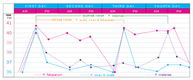 File:Malaria fever.svg