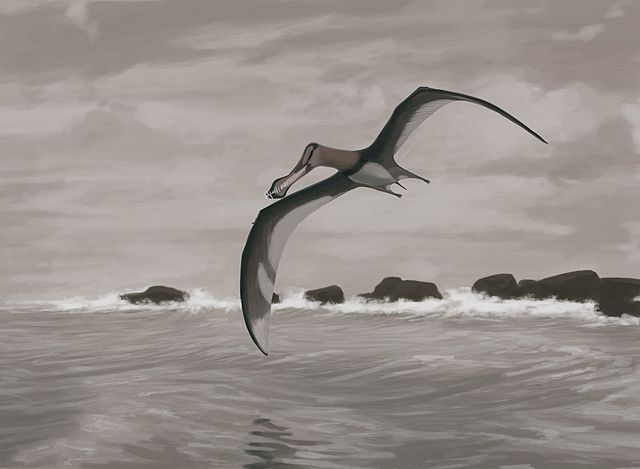 File:Coloborhynchus piscator jconway.jpg