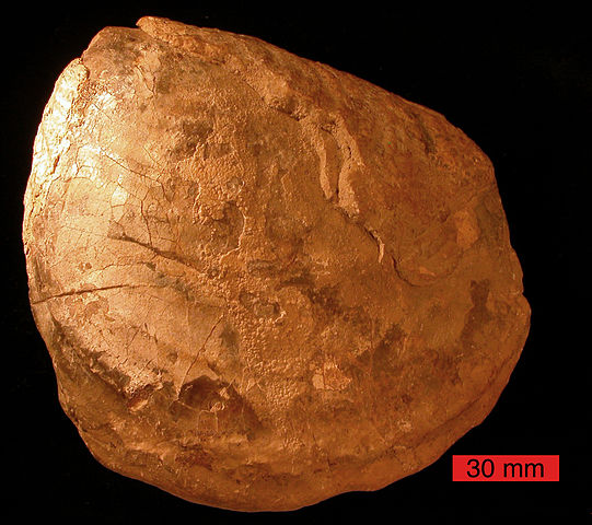 File:InoceramusCretaceousSouthDakota.jpg