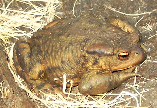 File:Bufo bufo.jpg