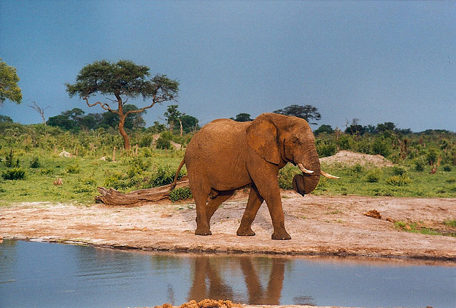 File:Curled trunk.jpg