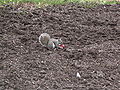 Sciurus carolinensis with apple.JPG