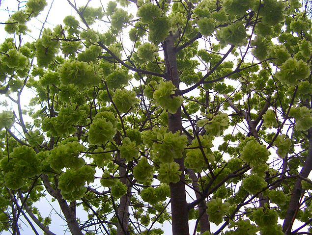 File:ElmBlossom.jpg