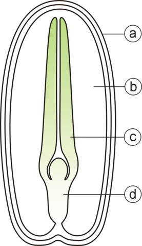 File:Budowa nasienia-dwuliscienne.png