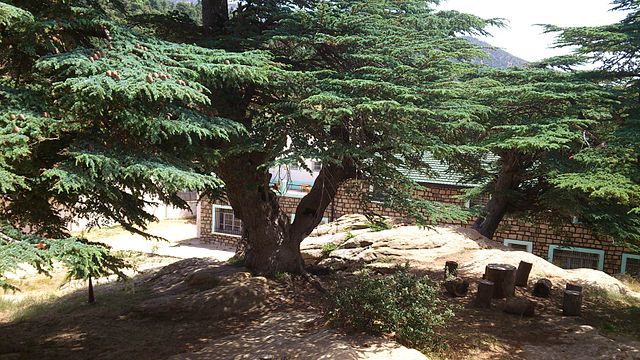 File:C&egrave;dre du Ch&eacute;lia 13 (Algeria).jpg