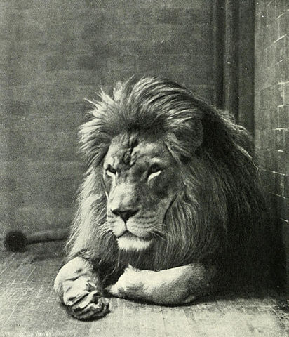 File:Sultan the Barbary Lion.jpg