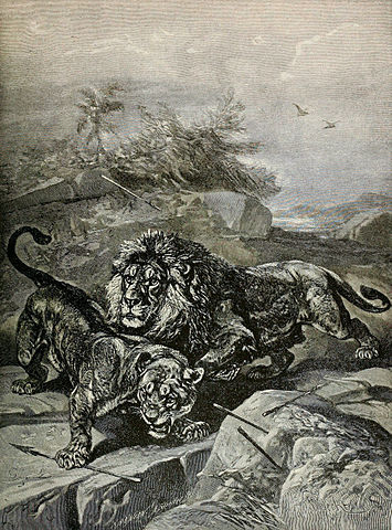 File:P. l. leo.jpg