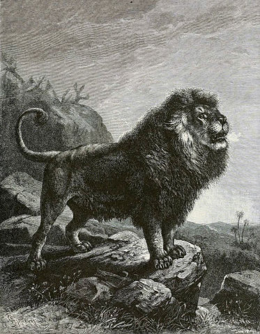 File:BarbaryLionB1898bw.jpg