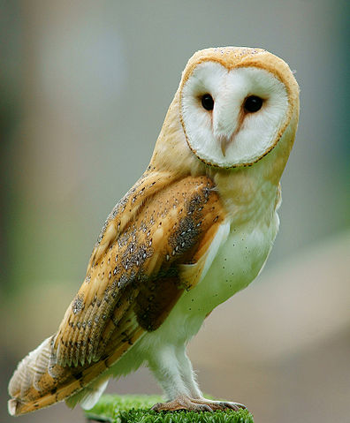 File:Tyto alba -British Wildlife Centre, Surrey, England-8a (1).jpg