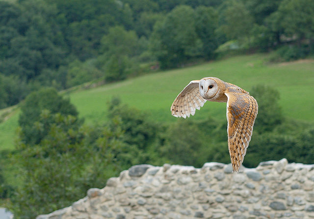 File:Tyto alba 1 Luc Viatour.jpg