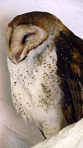 File:Barn Owl 1 Santa Cruz Island 2011.jpg