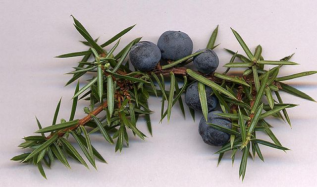 File:Jun com cones.jpg