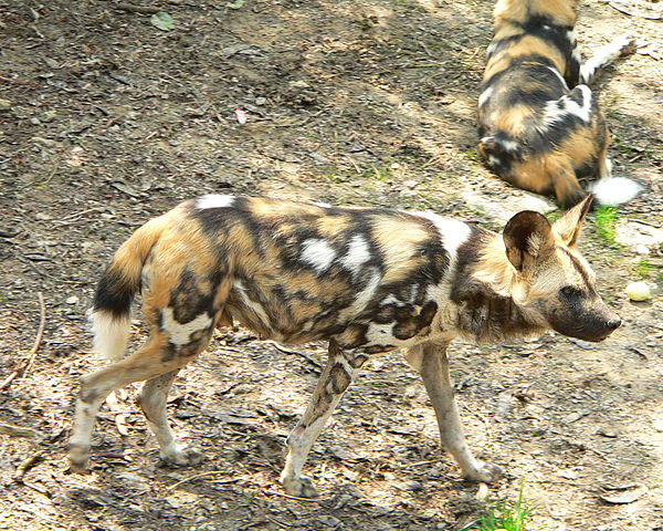 File:LycaonPictus.jpg