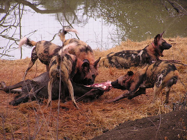 File:African wild dog3.jpg